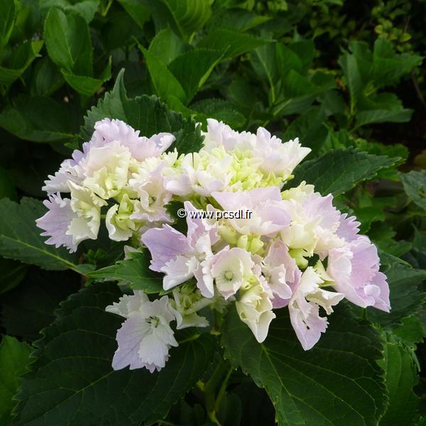 Hydrangea macrophylla Albreschtburg (1)
