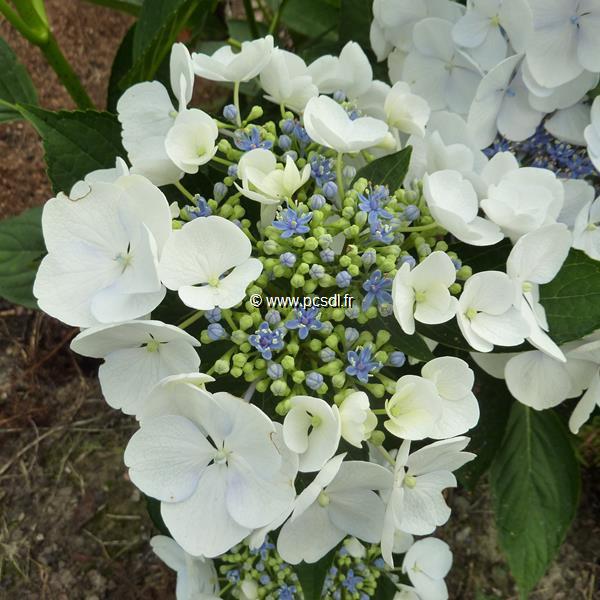 Hydrangea macrophylla Blanc Bleu (1)