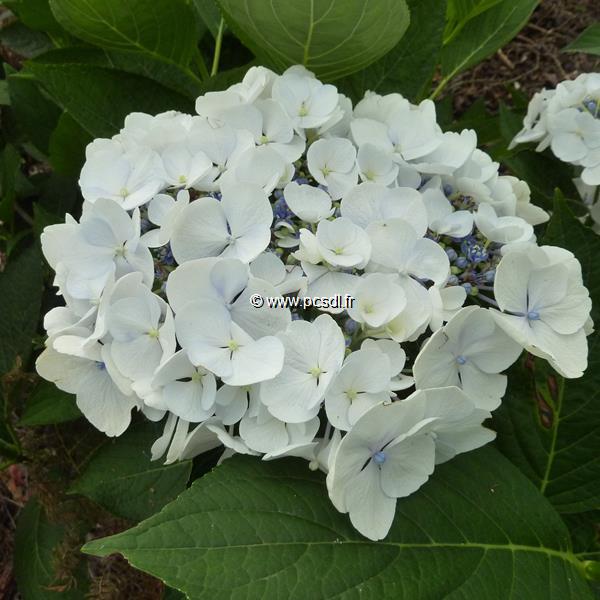 Hydrangea macrophylla Blanc Bleu (2)