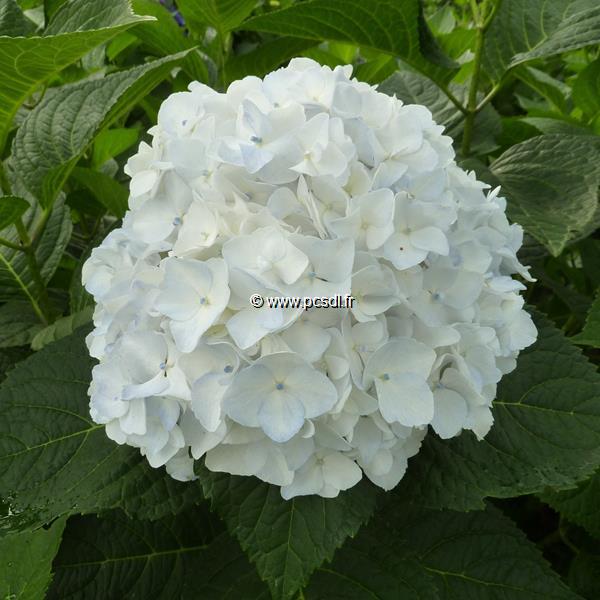 Hydrangea macrophylla The Bride