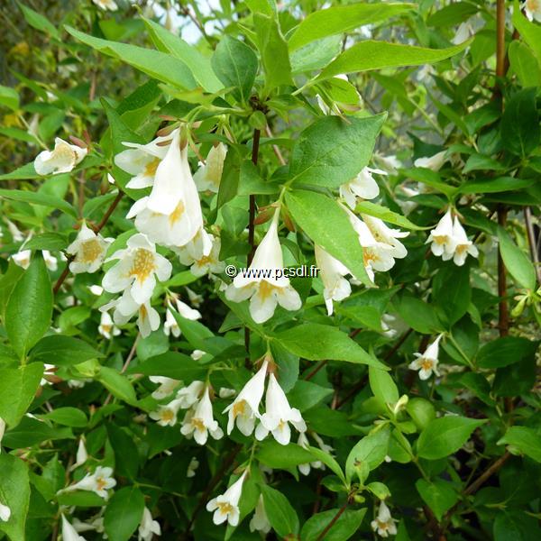 Abelia spathulata