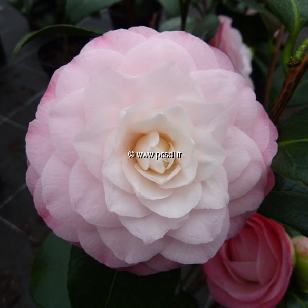 Camellia Desire (7)