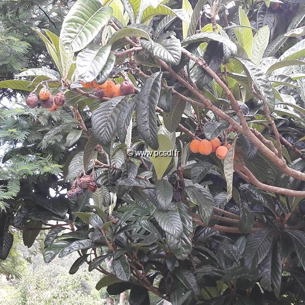Eriobotrya japonica fruits