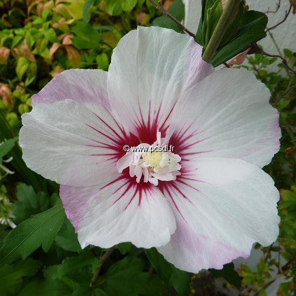 Hibiscus syriacus Pinky Spot