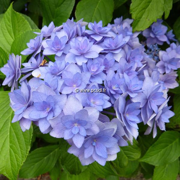 Hydrangea macrophylla Expression (1)