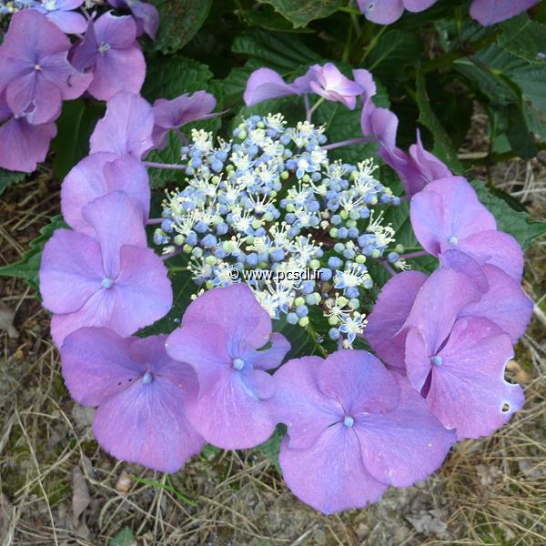 Hydrangea macrophylla Moeve