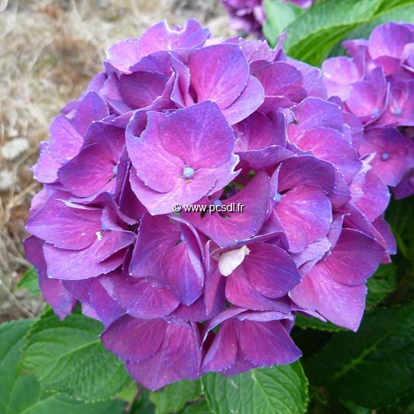 Hydrangea macrophylla Paris (1)