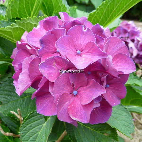 Hydrangea macrophylla Paris (2)