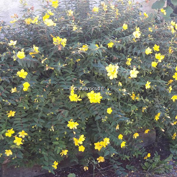 Hypericum Hidcote (2)