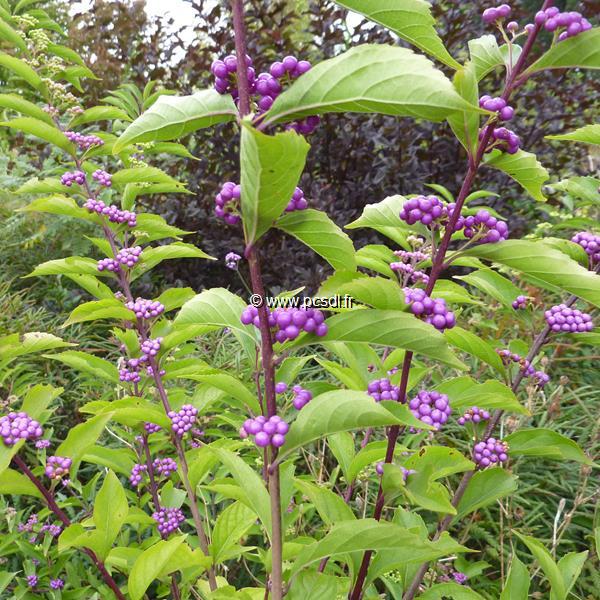 Callicarpa dichotoma Issaie