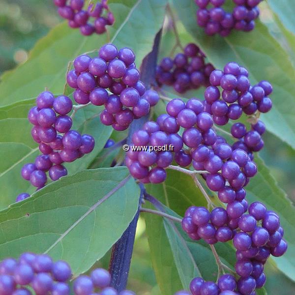 Callicarpa bodinieri Profusion (2)