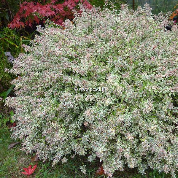 Abelia Confettii (6)