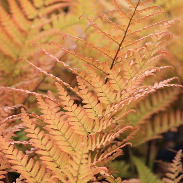 Dryopteris erythrosora