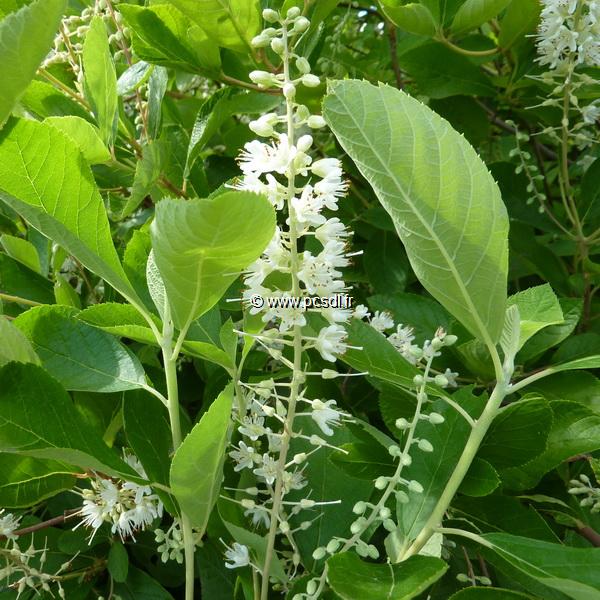 Clethra fargesii (1)