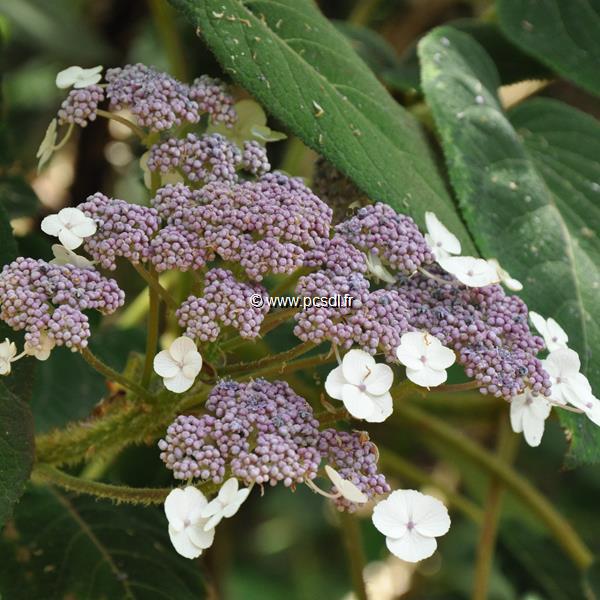 Hydrangea aspera Sargentiana (3)