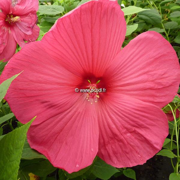 Hibiscus moscheutos ROUGE (2)