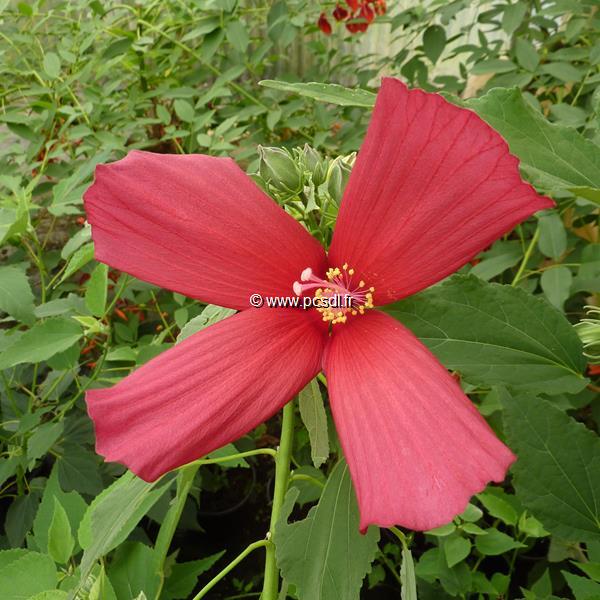 Hibiscus palustris Rubra (2)