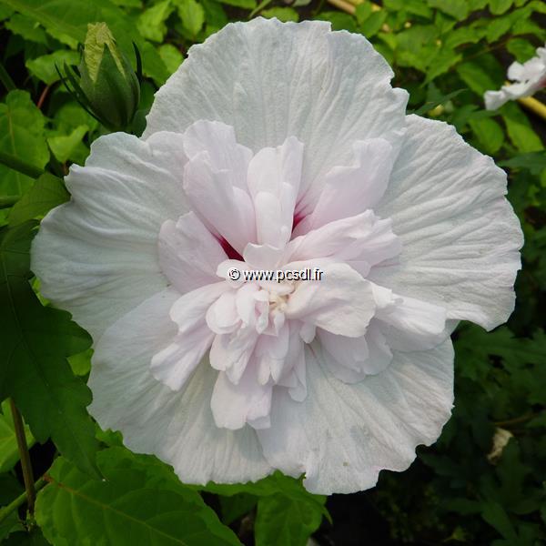 Hibiscus syriacus China Chiffon (2)