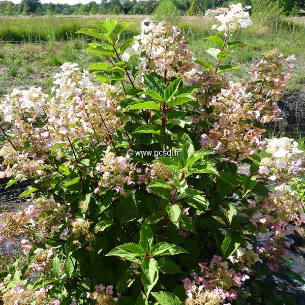 Hydrangea paniculata Wims Red