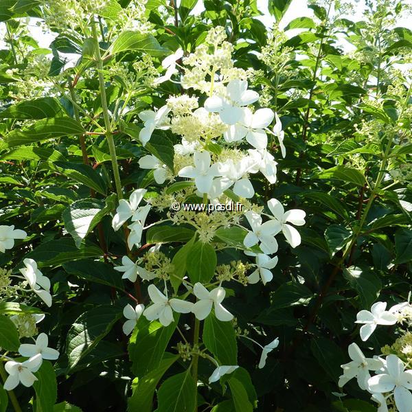 Hydrangea paniculata Levana