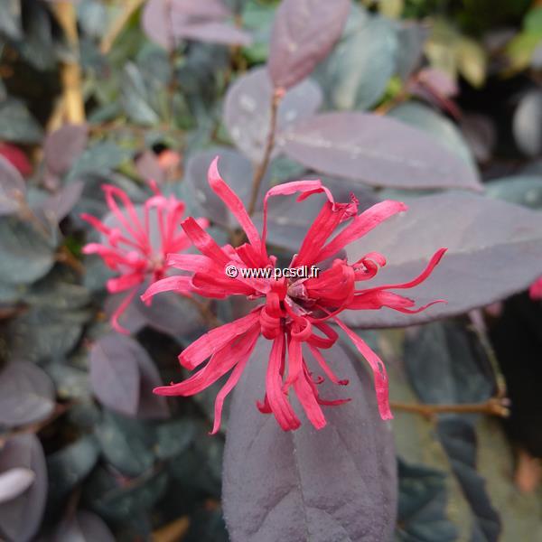 Loropetalum chinense Ever Red