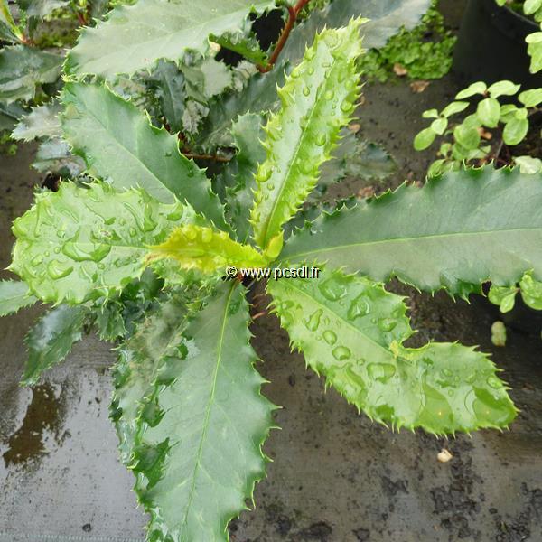 Photinia serratifolia Crunchy (3)