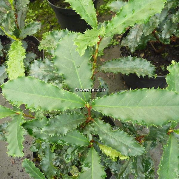 Photinia serratifolia Crunchy (1)
