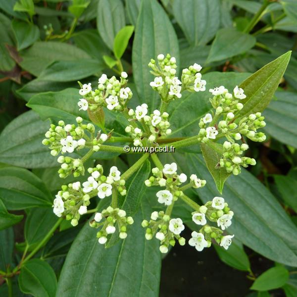 Viburnum davidii (1)