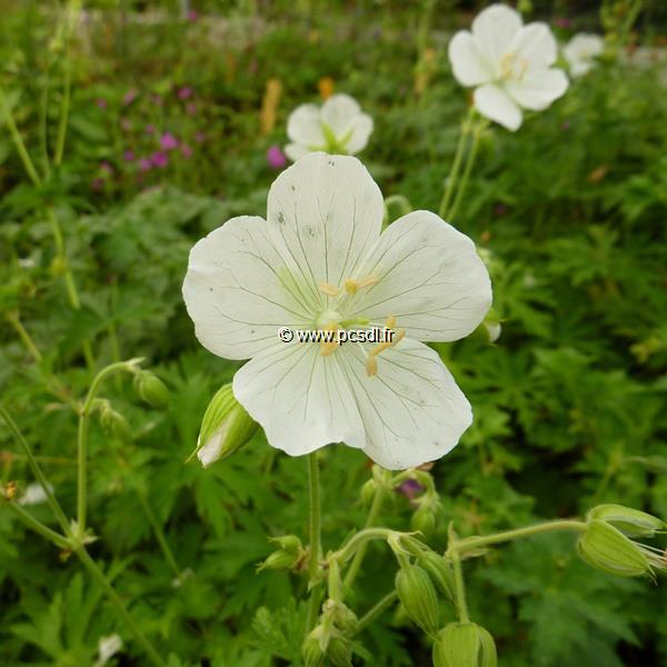 Geranium Kashmir White