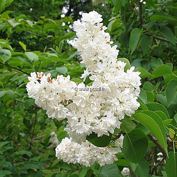 Syringa vulgaris Mme Lemoine