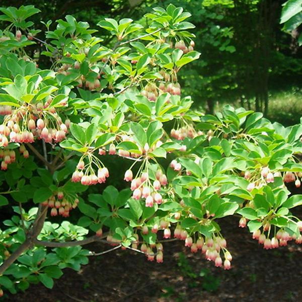 Enkianthus campanulatus