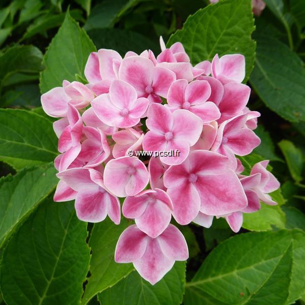 Hydrangea macrophylla Camillia