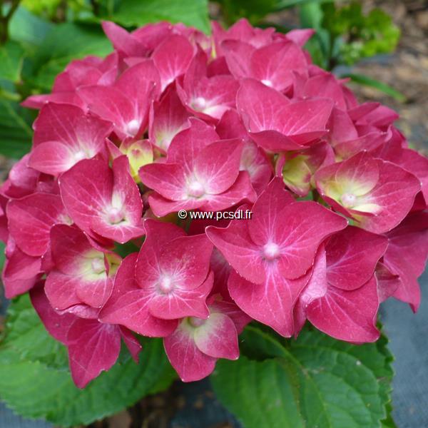 Hydrangea macrophylla Hot Red