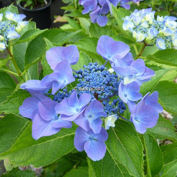 Hydrangea macrophylla Pfau (1)