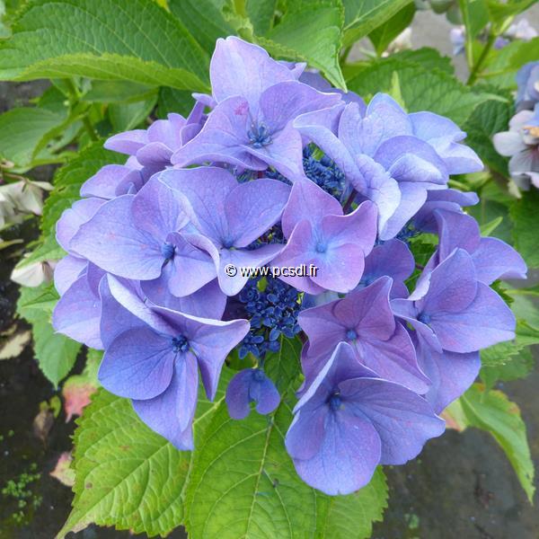 Hydrangea macrophylla Pfau (2)