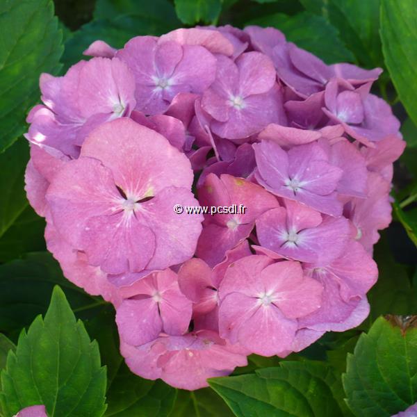 Hydrangea macrophylla Renate Steiniger (2)