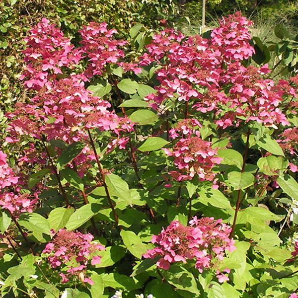 Hydrangea paniculata Wims Red