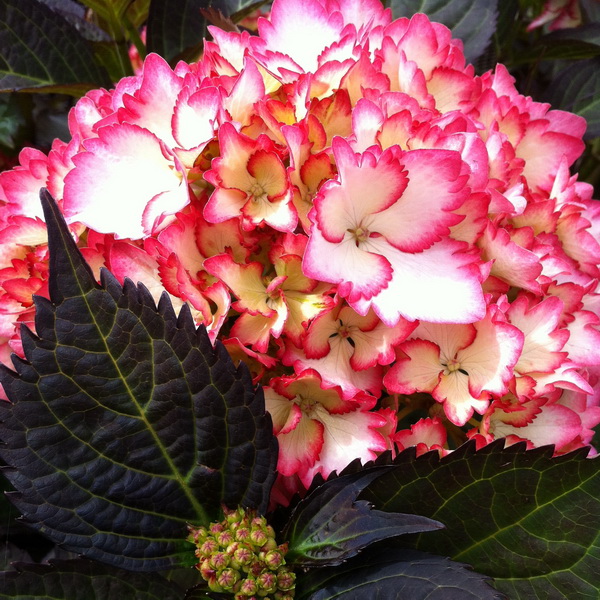 Hydrangea macrophylla Saskia