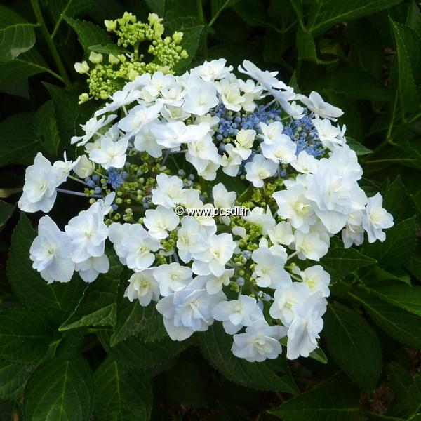 Hydrangea macrophylla Trophée (2)