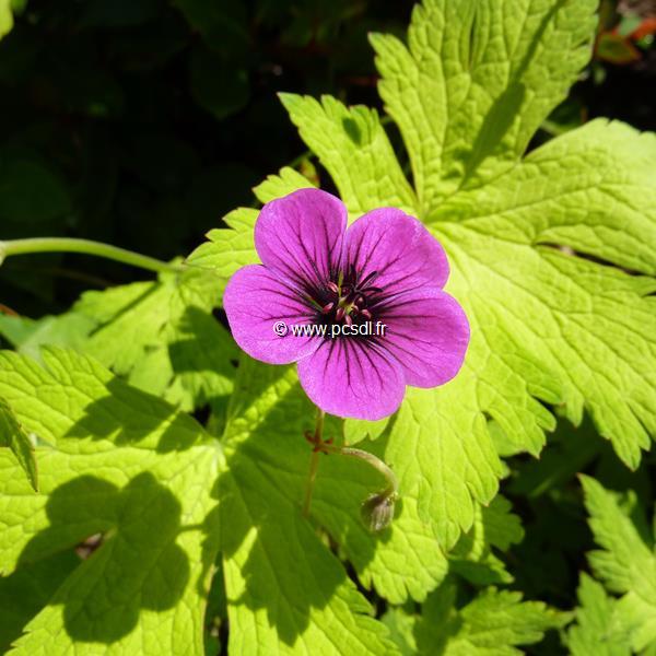 Geranium Ann Folkard