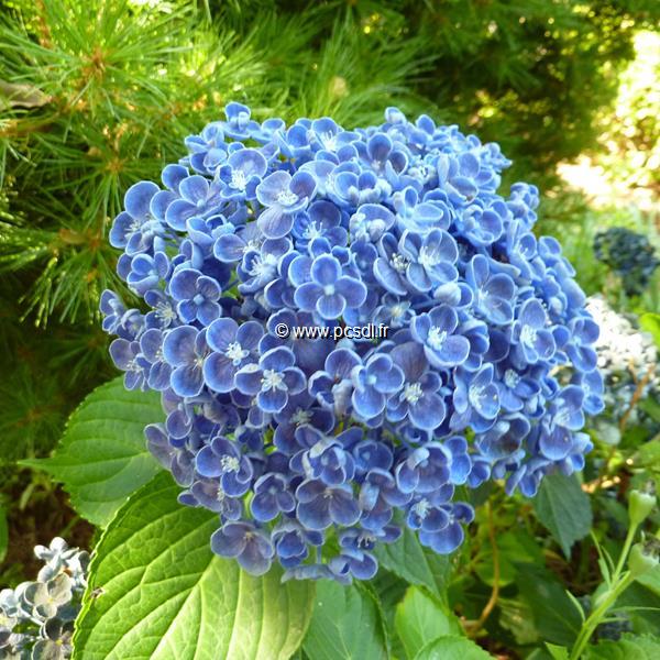 Hydrangea macrophylla Hopcorn