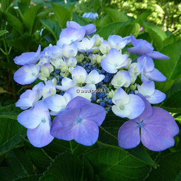 Hydrangea macrophylla Messaline (3)