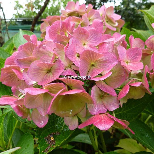 Hydrangea macrophylla Messaline (6)