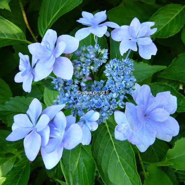 Hydrangea macrophylla Jogasaki (2)