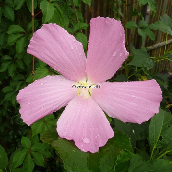 Hibiscus palustris (2)