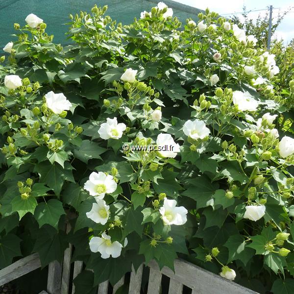 Hibiscus mutabilis Alba (10)