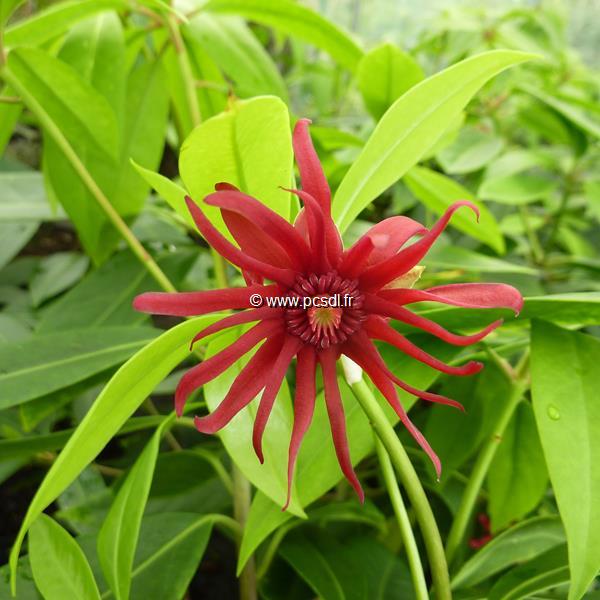 Illicium floridanum Haleys Comet (1)