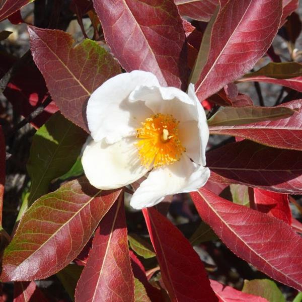 Franklinia alatamaha