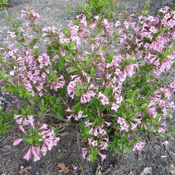 Weigela Pink Poppet