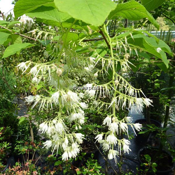 Pterostyrax hispida (3)